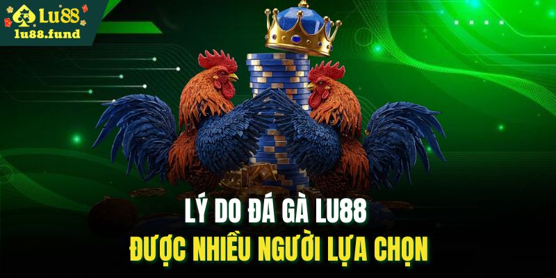 Lý do đá gà LU88 được nhiều người lựa chọn